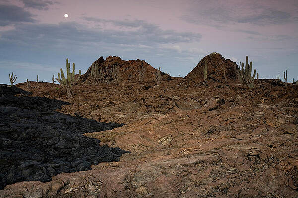 Wall Art - Photograph - Converging Lava Flows, Candelabra Cacti by Eric Rorer