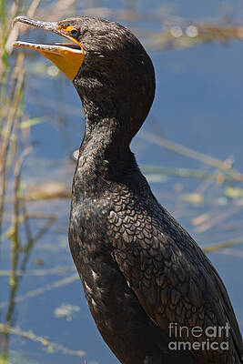 Florida Photograph - Cormorant In Everglades by Natural Focal Point Photography