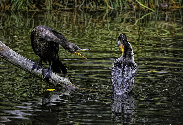 Wall Art - Photograph - Cormorant Squabble by Donald Brown