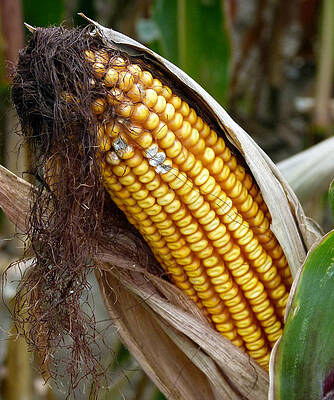 Corn Cob Dry by Jeff Lowe Corn Cob Dry by Jeff Lowe