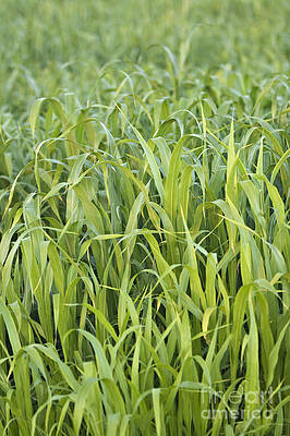 Corn Field by Dan Radi