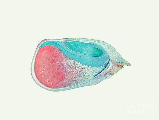 Wall Art - Photograph - Corn Kernel by Garry DeLong