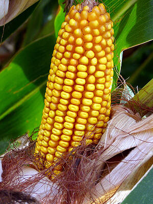 Corn On The Cob by Jeff Lowe Corn On The Cob by Jeff Lowe