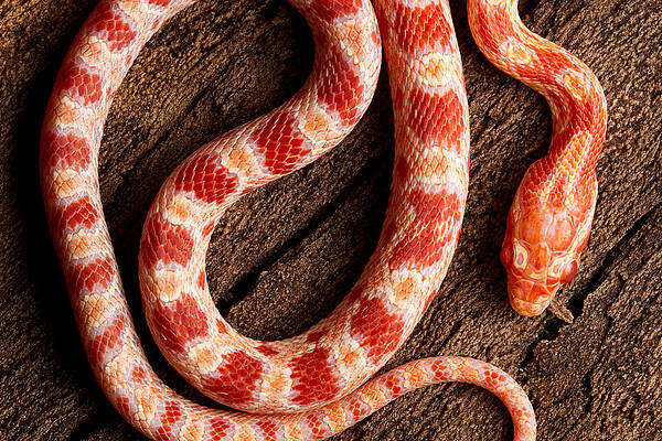 Wall Art - Photograph - Corn Snake P. Guttatus On Tree Bark by David Kenny