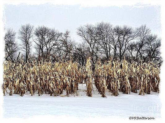 Cornstalks in Snow by Veronica Batterson Cornstalks in Snow by Veronica Batterson