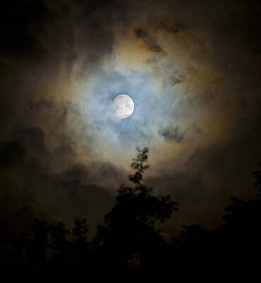 Cosmic by Steven Poulton Cosmic by Steven Poulton