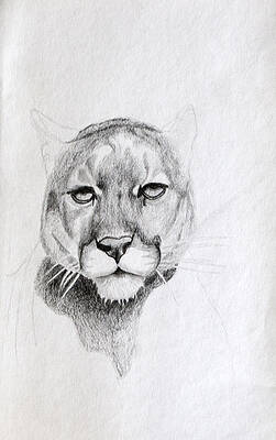 Cougar Drawings (Page #2 of 5) | Fine Art America