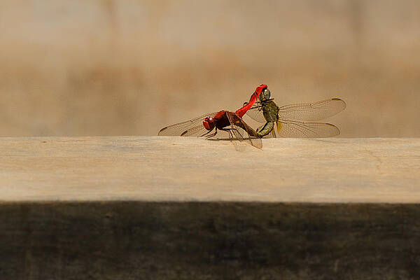 Wall Art - Photograph - Coupling. Dragonflies by SAURAVphoto Online Store