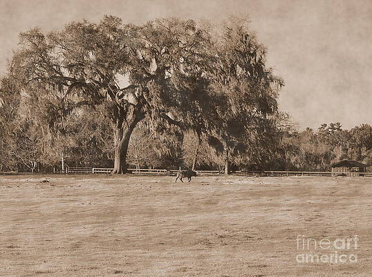 Cow by Live Oak Tree Traverses Pasture by Wayne Nielsen Cow by Live Oak Tree Traverses Pasture by Wayne Nielsen