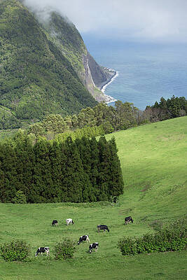 Wall Art - Photograph - Cows Grazing By Steep Cliff by Chris Pinchbeck