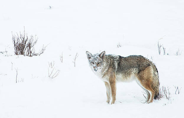Wall Art - Photograph - Coyote Canis Latrans by Josh Miller