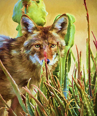 Coyote In The Aloe by David Wagner Coyote In The Aloe by David Wagner