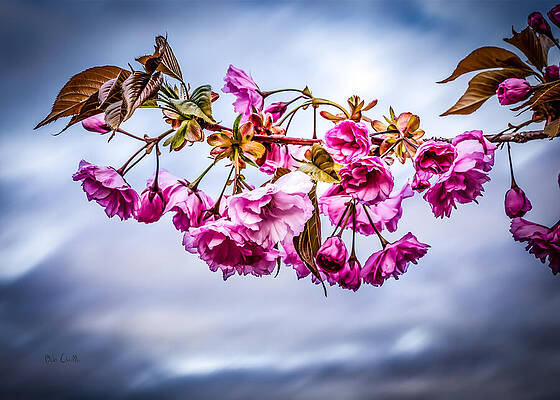 Wall Art - Photograph - Crab Apple Tree by Bob Orsillo