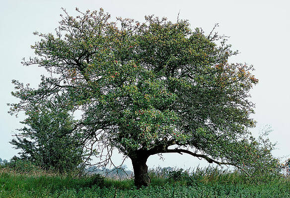 Wall Art - Photograph - Crab Apple Tree (malus Sylvestris) by G A Matthews/science Photo Library