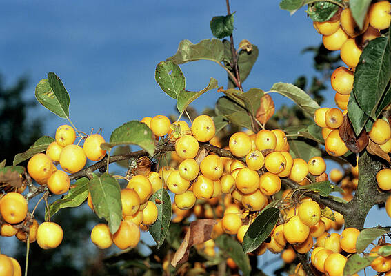 Wall Art - Photograph - Crab Apples by Brian Gadsby/science Photo Library