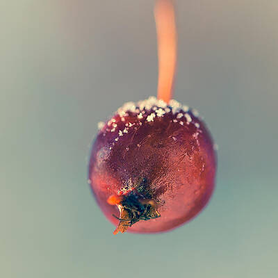 Wall Art - Photograph - Crabapple by Jakub Sisak