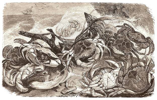 Wall Art - Photograph - Crabs On The Seashore by Science Photo Library