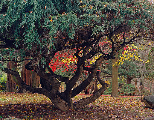 Wall Art - Photograph - Cranbury Monkey Puzzle by Tom Daniel
