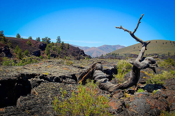 Wall Art - Photograph - Crater of the Moon Triple Twist Tree by Carla E