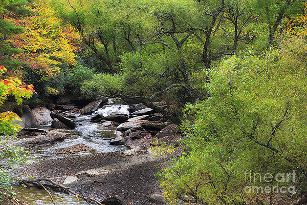 Wall Art - Photograph - Creek in the Fall by Jill Lang