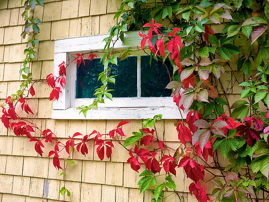 Creeper by Trever Miller Creeper by Trever Miller