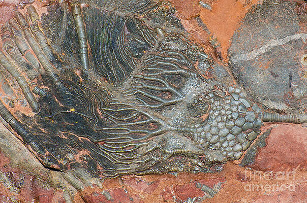 Wall Art - Photograph - Crinoid Fossil by Millard H. Sharp