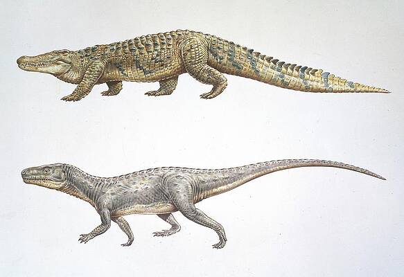Wall Art - Photograph - Crocodile And Euparkeria by Science Photo Library