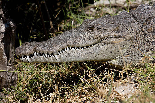 Wall Art - Photograph - Crocodile Crocodylus Acutus by Jose Azel
