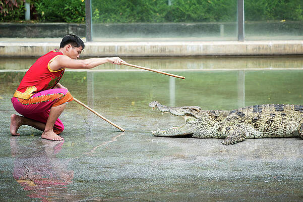 Wall Art - Photograph - Crocodile Display by Science Photo Library