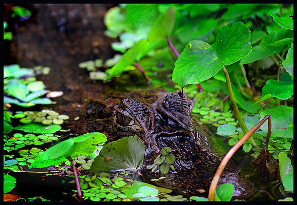 Crocodilian Hunter by Gary Keesler Crocodilian Hunter by Gary Keesler