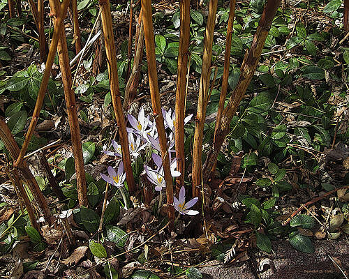 Wall Art - Photograph - Crocuses and Raspberry Canes by Donald S Hall