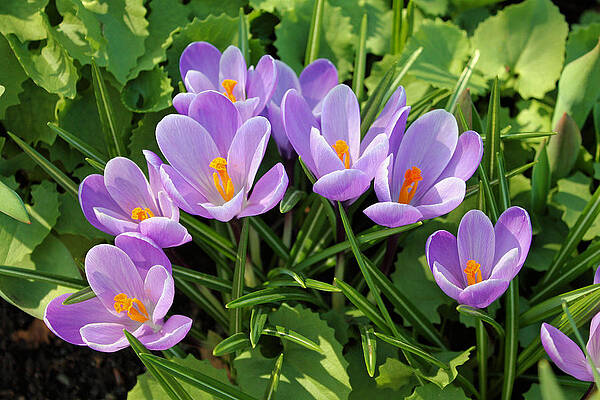 Crocuses by Gerry Bates Crocuses by Gerry Bates