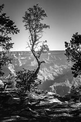 Crooked Tree by David Hoffmann