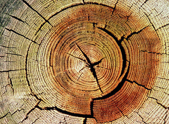 Wall Art - Photograph - Cross Sections Of An Elm Trunk by Science Photo Library