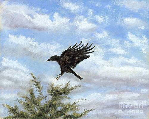 Crow and Red Cedar by Jymme Golden Crow and Red Cedar by Jymme Golden