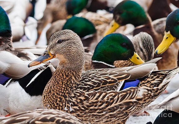 Wall Art - Photograph - Crowd of ducks by Cheryl Baxter