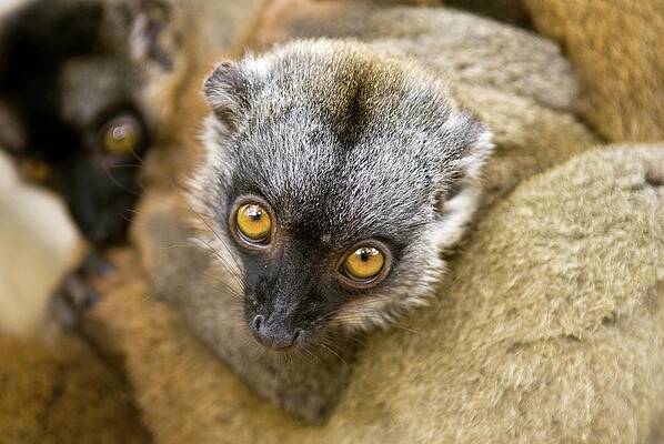 Wall Art - Photograph - Crowned Lemur by Science Photo Library