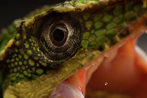 Wall Art - Photograph - Cuban Knight Anole by Aaron Ansarov