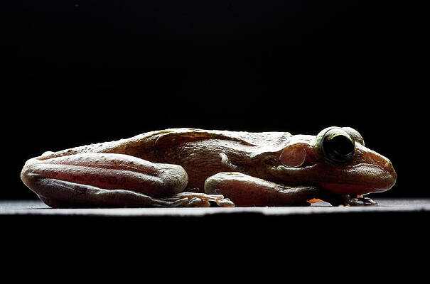 Wall Art - Photograph - Cuban Tree Frog Osteopilus by Aaron Ansarov