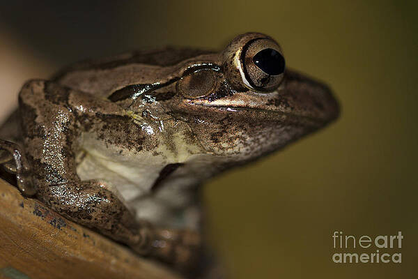 Cuban Treefrog by Meg Rousher Cuban Treefrog by Meg Rousher