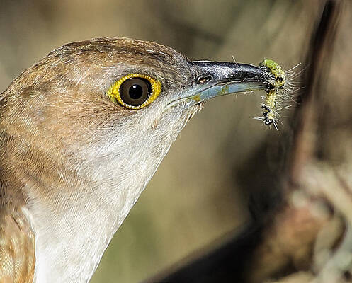 Cuckoo for Caterpillars by Steve Leach