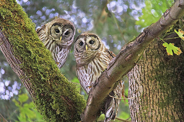 Wall Art - Photograph - Curious Barred Owlets by Jennie Marie Schell