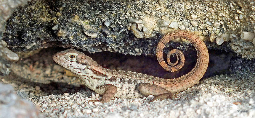 Curly Tail Lizard in a Rock Hole by Duane McCullough Curly Tail Lizard in a Rock Hole by Duane McCullough