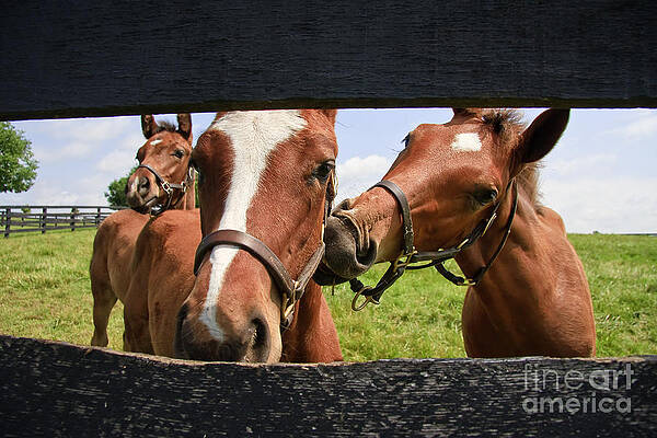 Wall Art - Photograph - Cute Colts by Jill Lang