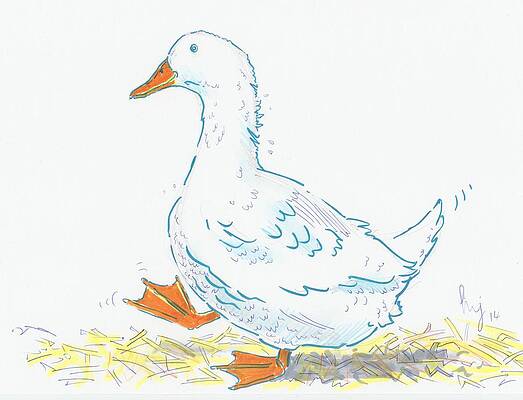 Cartoon Duck Drawings - Fine Art America