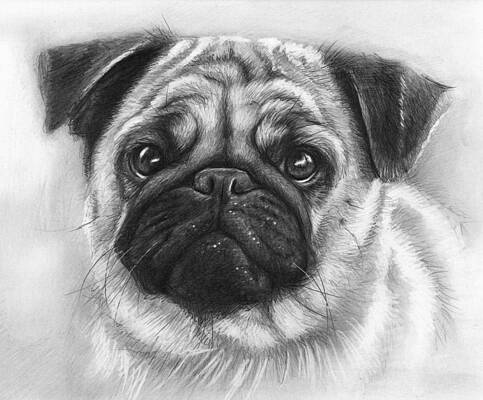 Wall Art - Drawing - Cute Pug by Olga Shvartsur