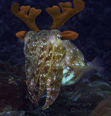 Cuttlefish with Reindeer Hat by Gary Hughes Cuttlefish with Reindeer Hat by Gary Hughes