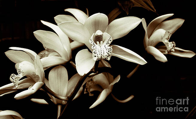 Cymbidium Orchids by Charlene Mitchell Cymbidium Orchids by Charlene Mitchell