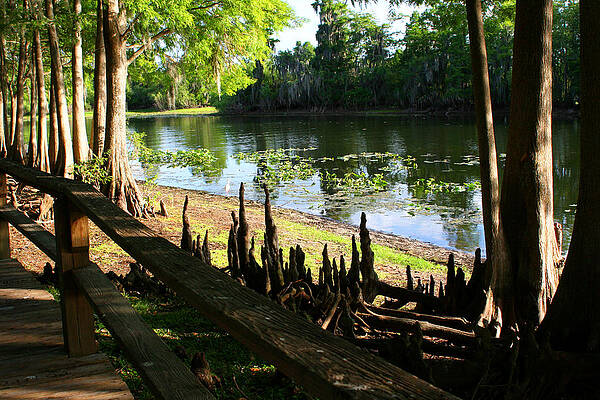 Cypress Knees 1 by Tom Baptist Cypress Knees 1 by Tom Baptist