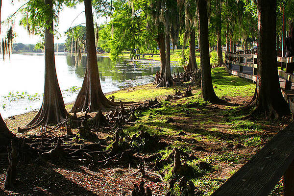 Cypress Knees 2 by Tom Baptist Cypress Knees 2 by Tom Baptist